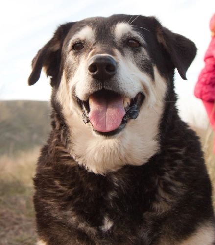 Senior Dog Care