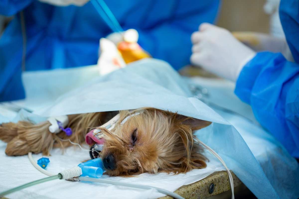 is-anesthesia-safe-for-pet-dental-cleaning