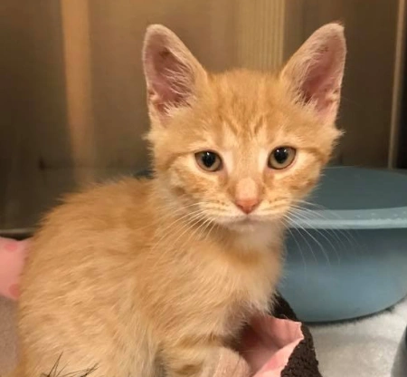 kitten health care