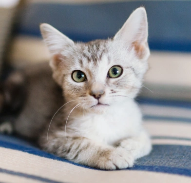 kitten health care