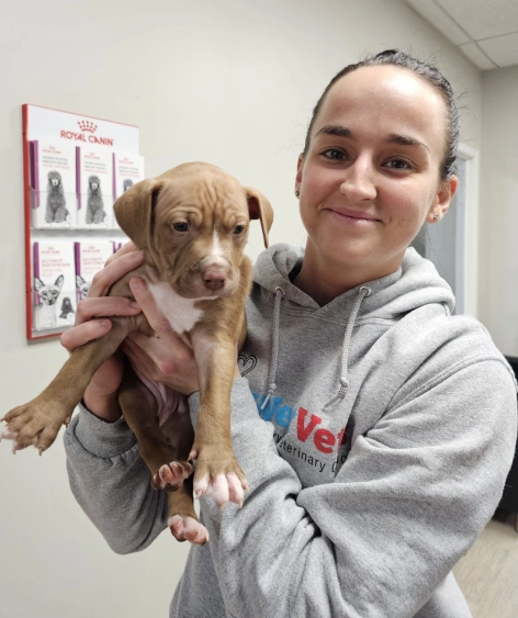 pet wellness visit
