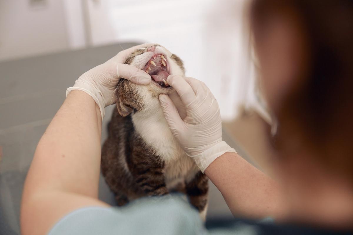 prevent-dental-problems-in-cats