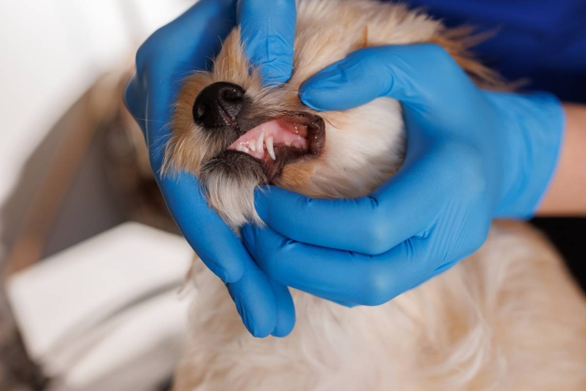 small-dog-dental-problems-chihuahuas-yorkies-pugs