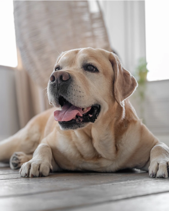 The Importance of Regular Veterinary Checkups for Senior Dogs