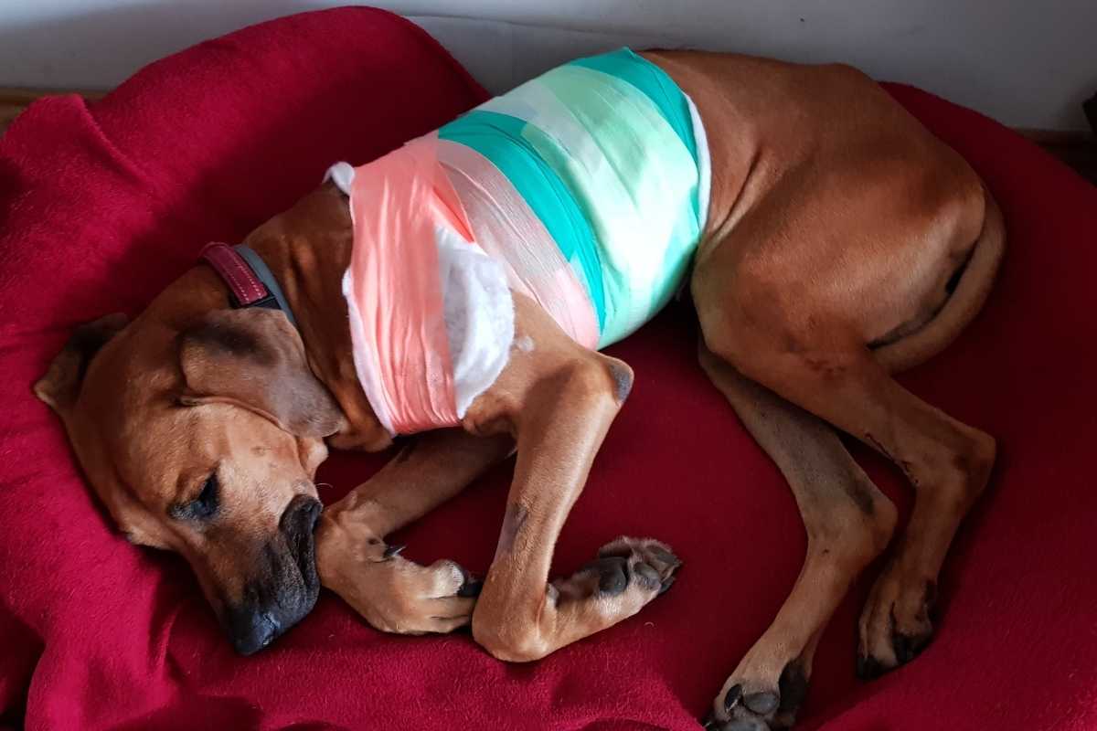 what-to-expect-during-pet-surgery-recovery