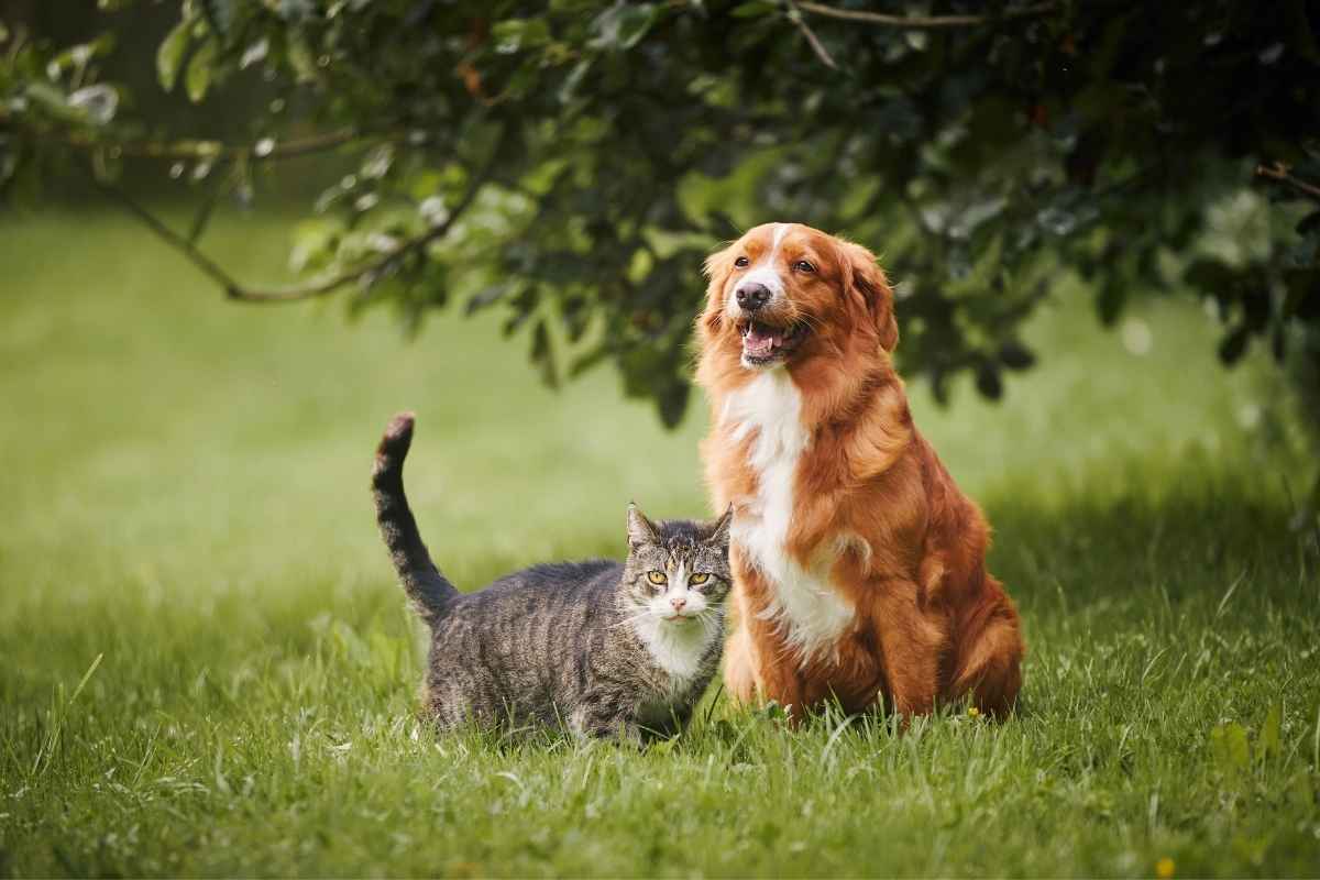 bloat-gdv-in-dogs-symptoms-treatment-prevention