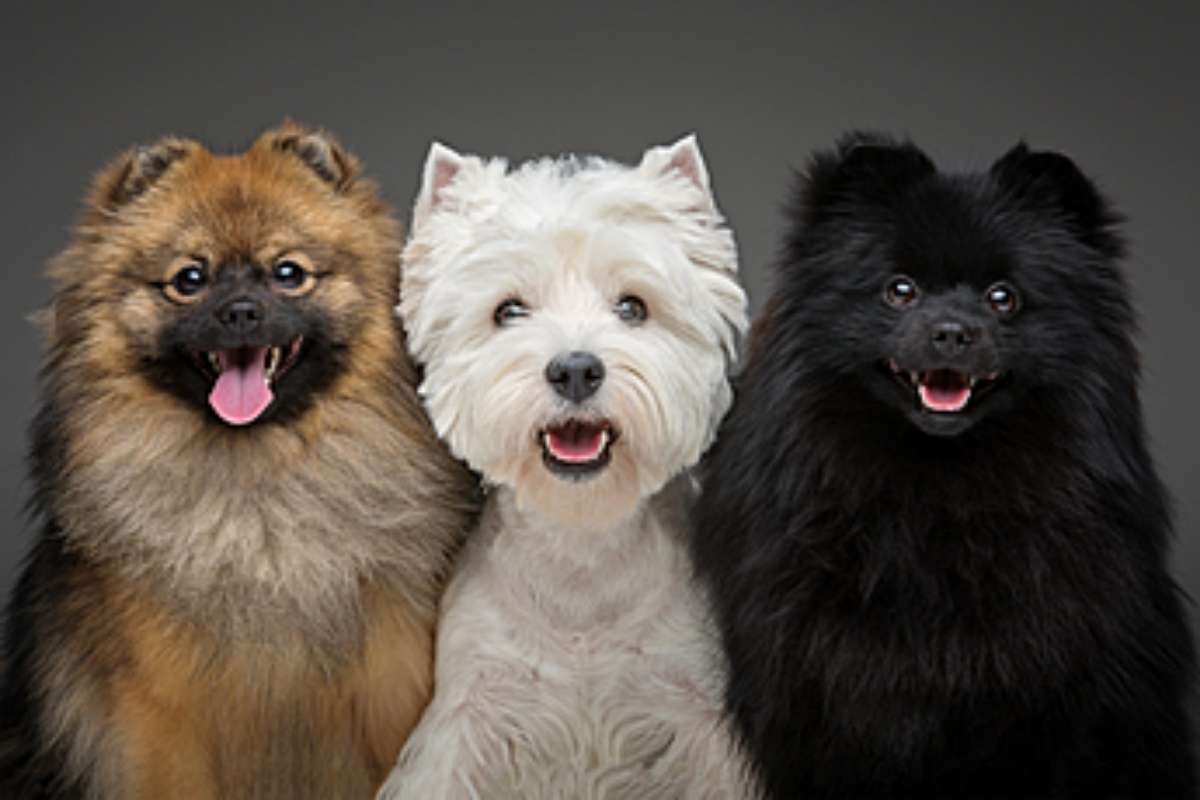 how-long-do-dogs-live-popular-dog-breed-lifespans