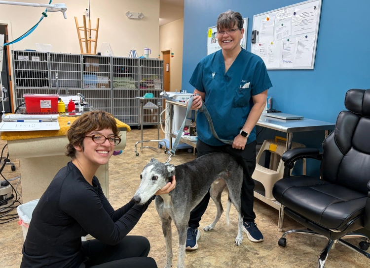 dog health care
