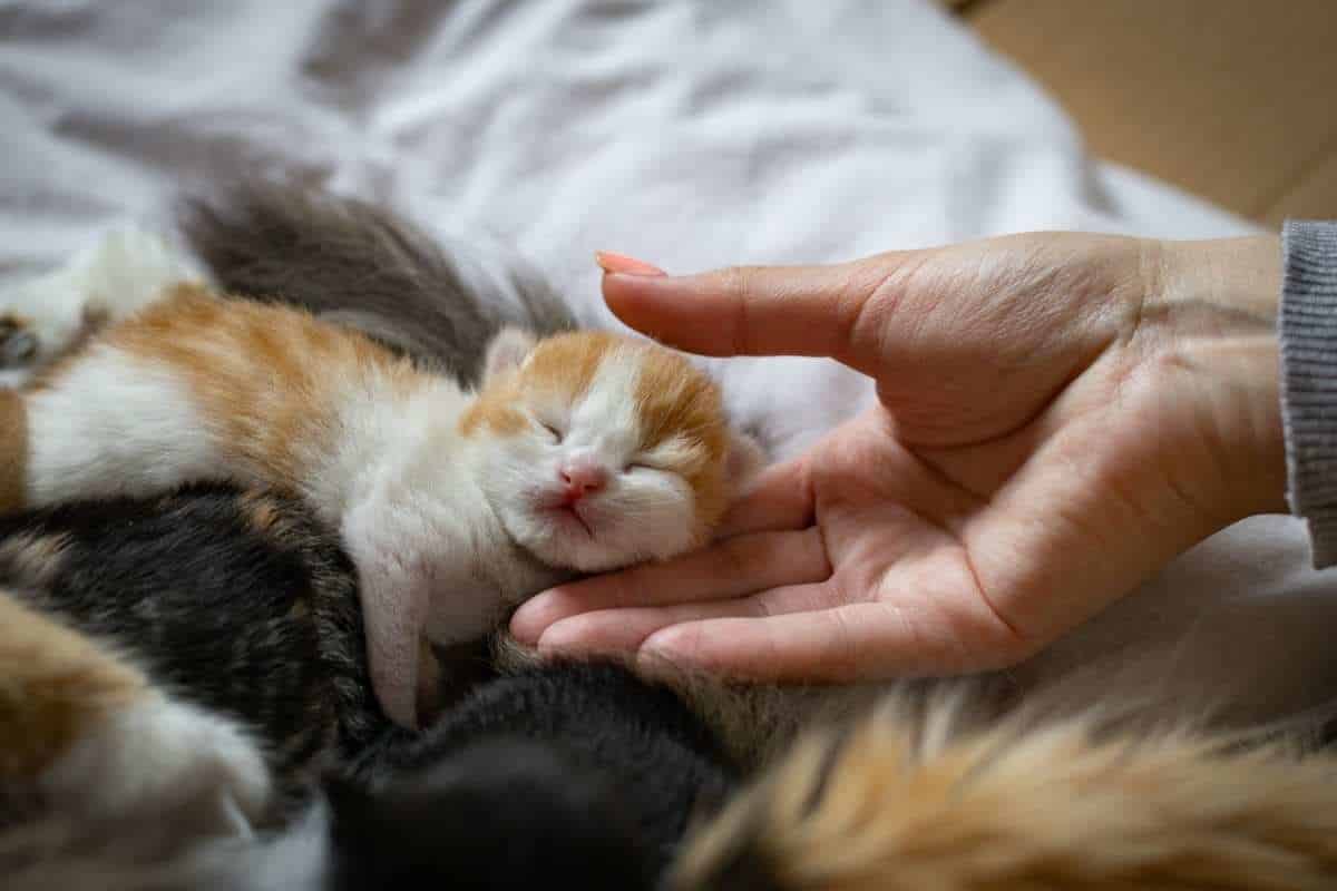 why-coconut-oil-is-great-for-cats-benefits