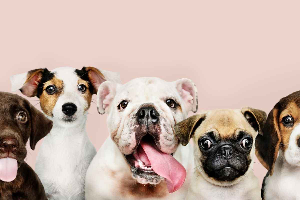 brachycephalic-dental-issues-frenchies-and-pugs