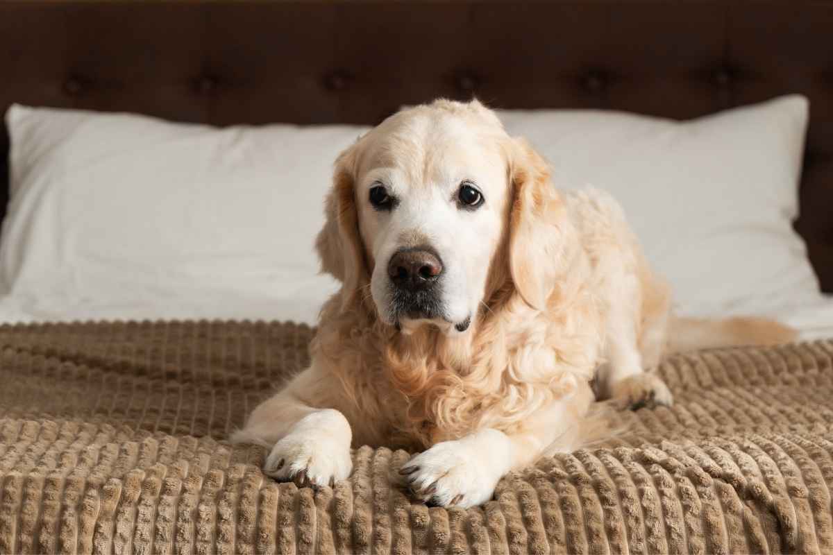 Dog Needs Urgent Veterinary Care