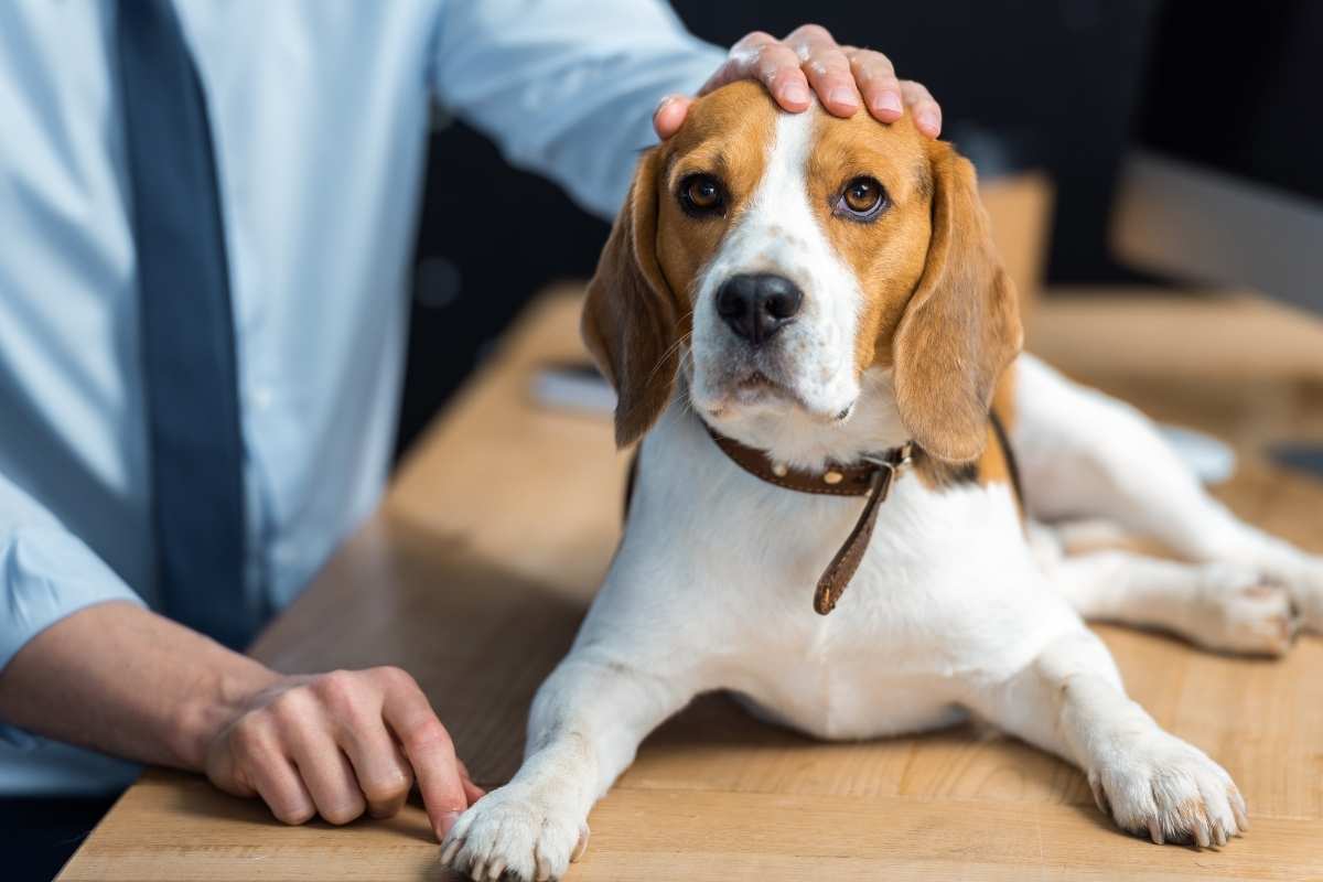 how-to-calm-an-injured-dog-before-reaching-a-vet