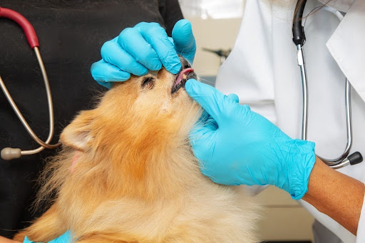wet-food-dry-food-pet-teeth
